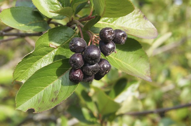 Black chokeberry