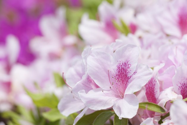 Flower of azalea