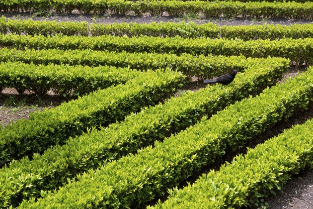 Decorative green hedge