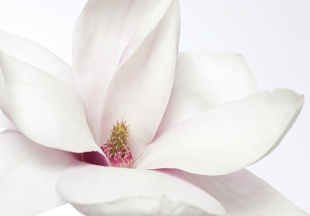 white magnolia flower