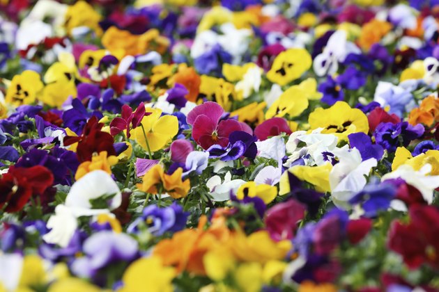 color pansy