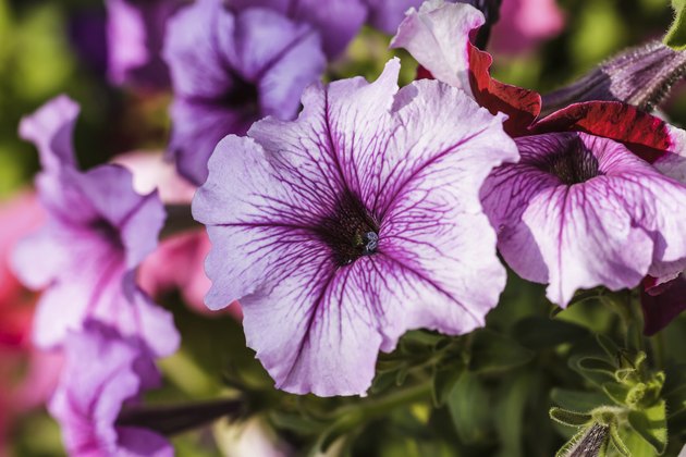 blossoming magenta petunia flowers