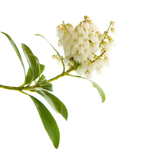 flowering Pieris japonica