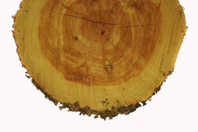 Cedar Cross Section