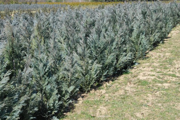 Thuja rows