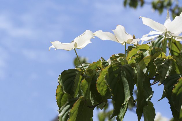 Japanese Flowering Dogwood