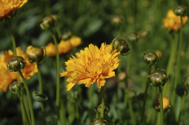 Coreopsis flowers