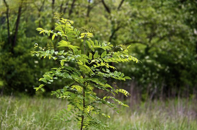 Young locust tree in spring