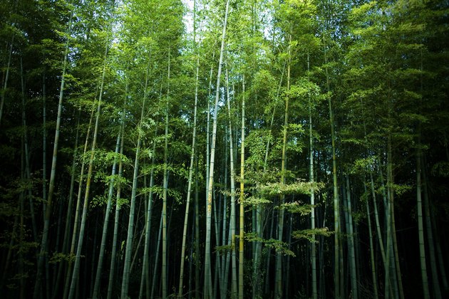 Tall green Bamboo forest in Japan