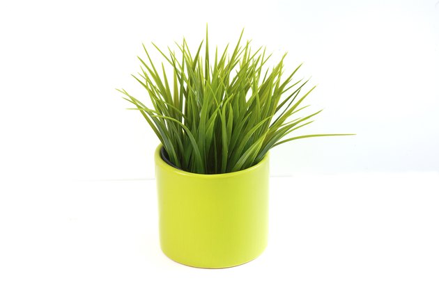 Grass in a pot
