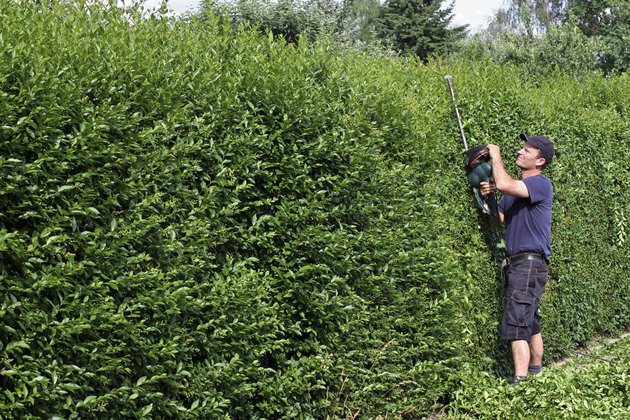 To clip a hedge, gardening