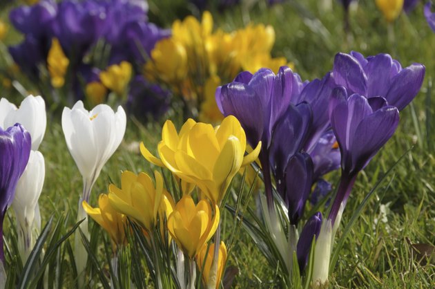 Crocuses