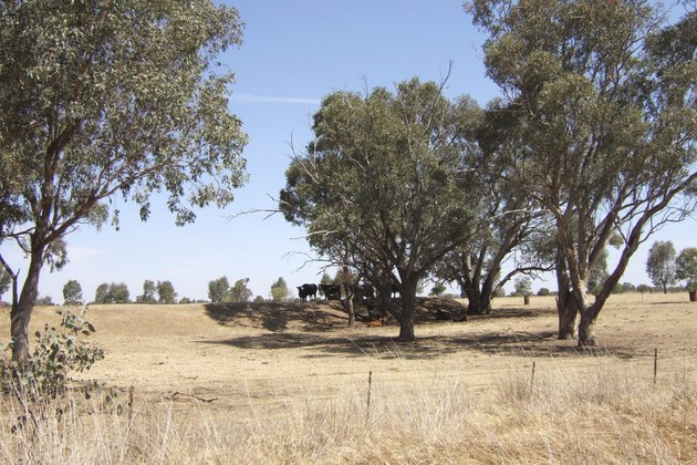 Australia, Cattle in Drought