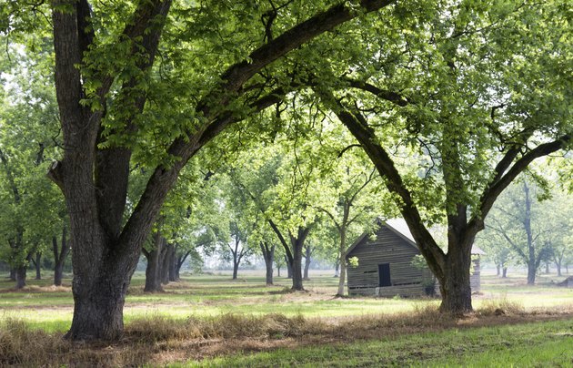 Old Cabin in Pecan Grove