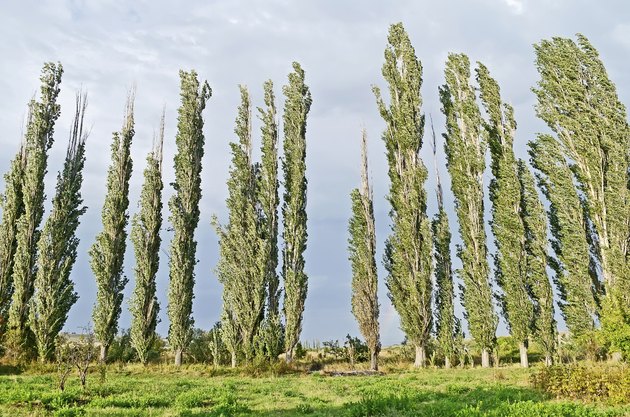 Woodland belt poplar