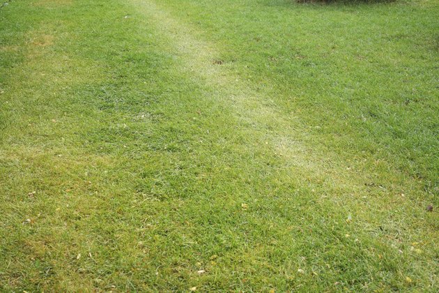 Lawn Footpath