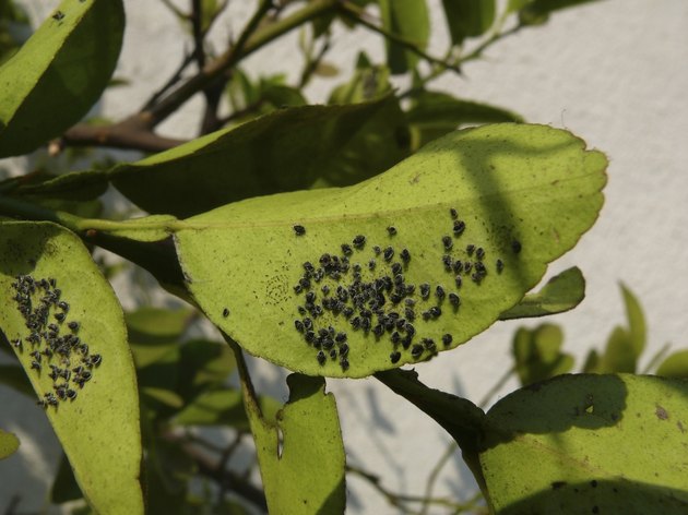 Lace Bugs
