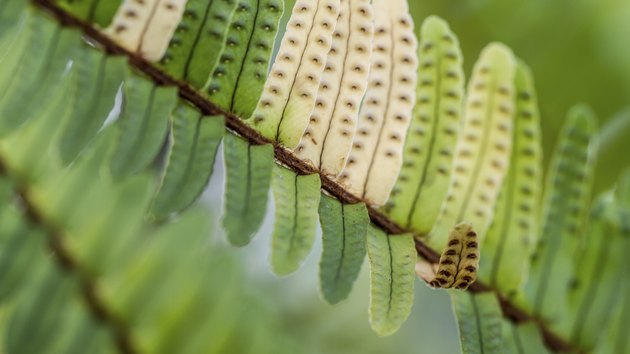 Dark Brown Spots on Underside of Fern Leaf | Hunker