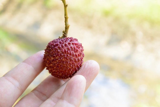 Lychee Orchard summer fruit in thailand