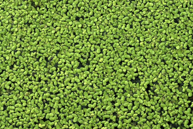 How To Get Rid Of Duckweed In A Pond 