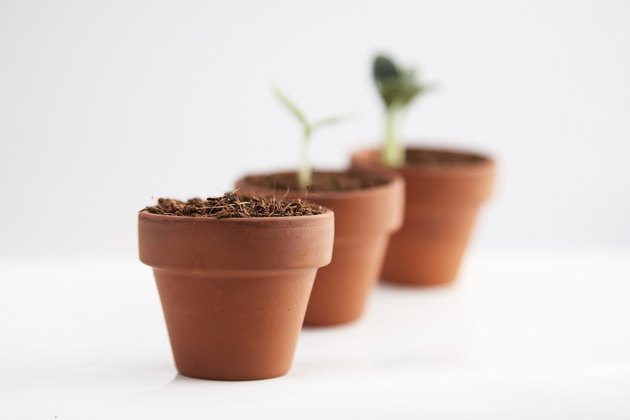 Growth concept. Terracotta pots