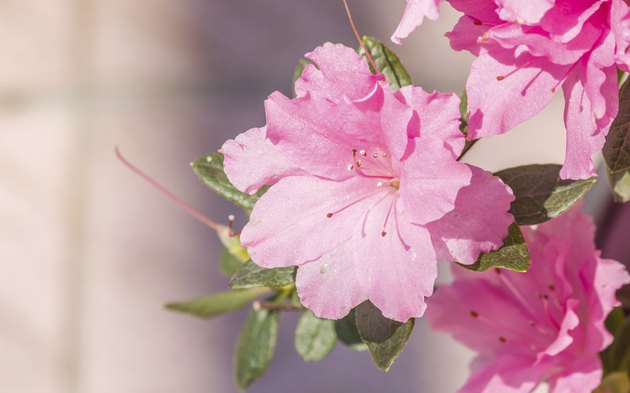 Spring flowers series, blooming Pink Azalea flowers
