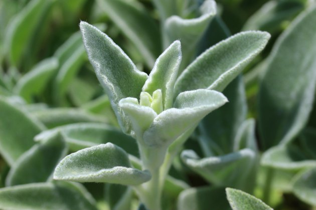 lamb's ear