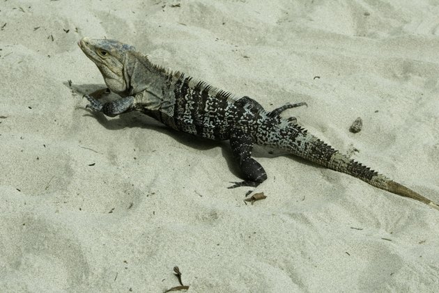 Iguana in desert, elevated view