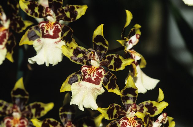 Tropical orchid, multicolored, close-up, Kauai, HI, USA