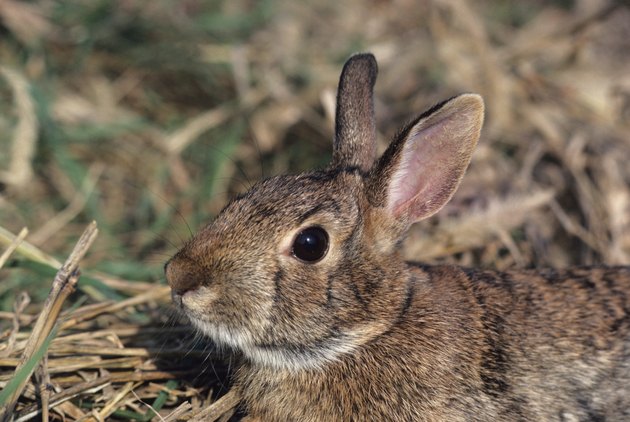 How to Get Rid of Rabbits Living Under Your Deck | Hunker