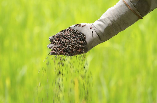Farmer is pouring chemical fertilizer