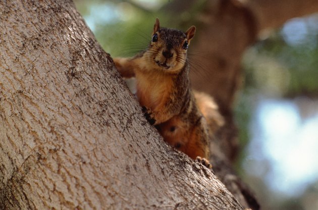 squirrel