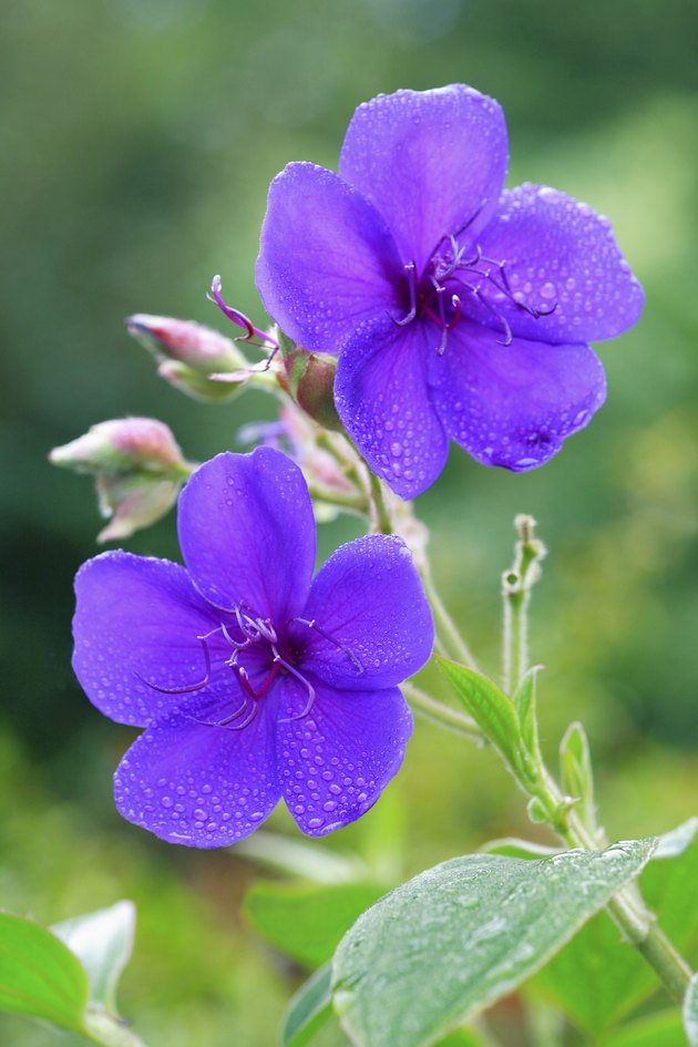 Brazilian glory bush, Bunkyo Ward, Tokyo Prefecture, Japan