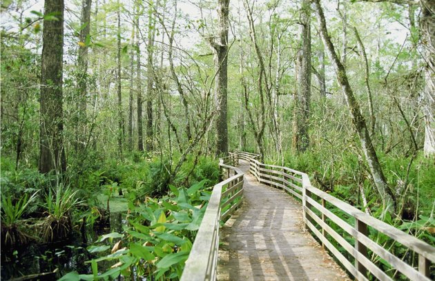 Bridge through Corkscrew Swamp Wildlife Sanctuary, Florida, USA