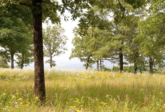 field in a forest