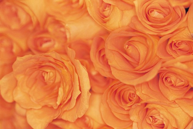 Close-up of bouquet of orange roses