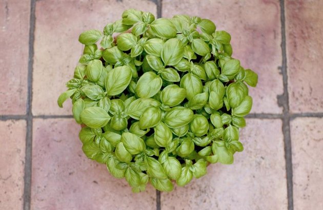 Basil in plant pot