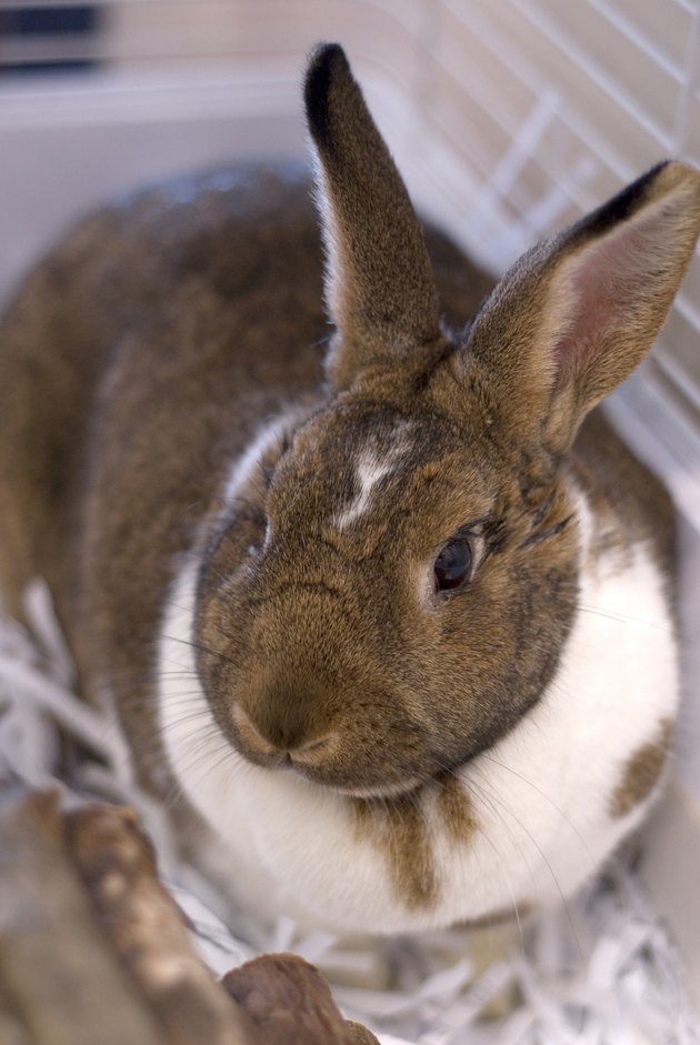 Pet rabbit in cage