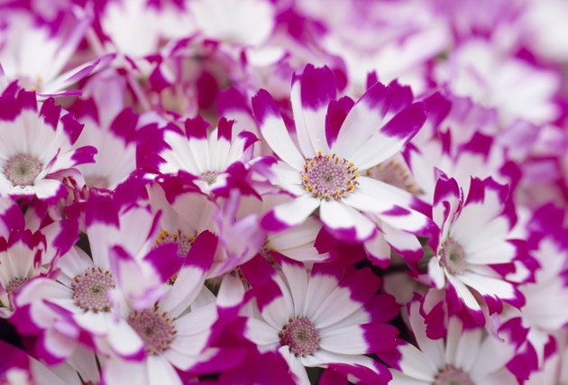 Cineraria
