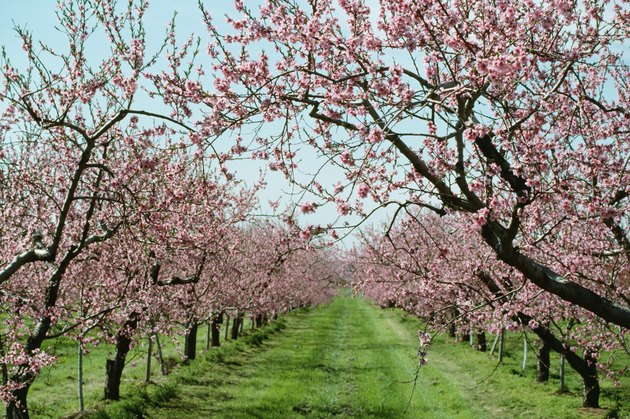Blossoming peach trees in orchard, Canada
