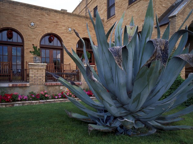Agave plant at gage hotel
