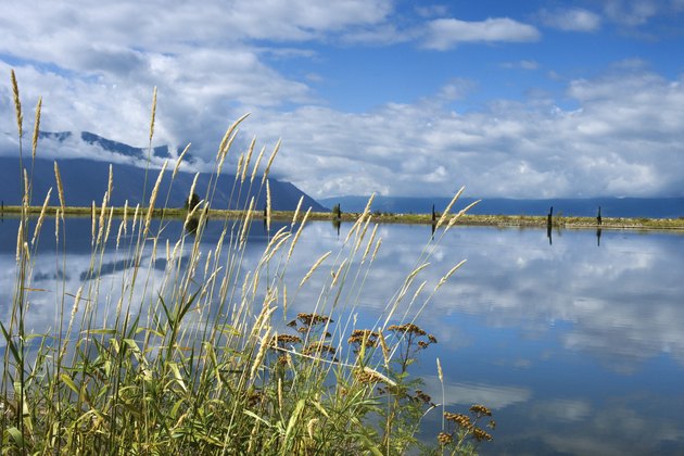 Grass reeds near lake, Idaho