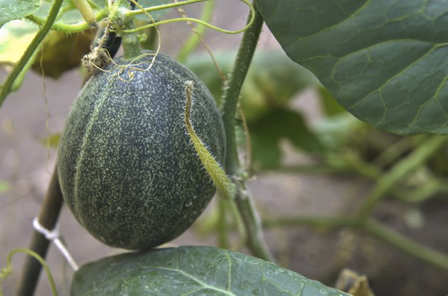Growing cantaloupe in a garden