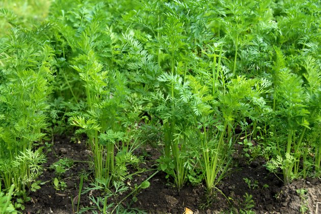 Green leaves of growing carrot