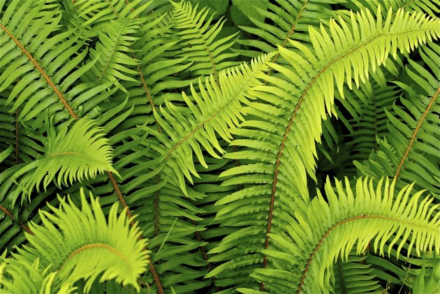 Forest Ferns