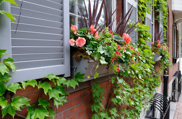 Window Box and Red Roses