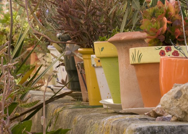 Plants in pots