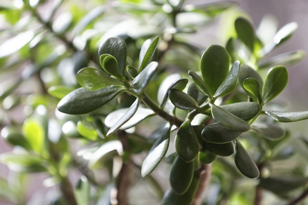 Money tree