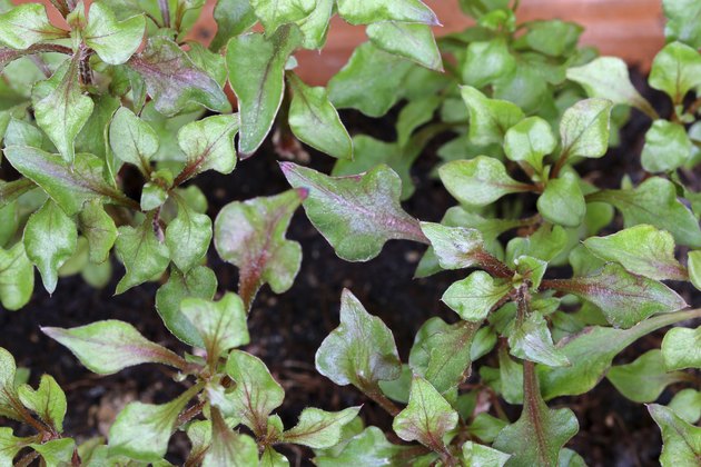 Red Watercress (Nasturtium officinale)