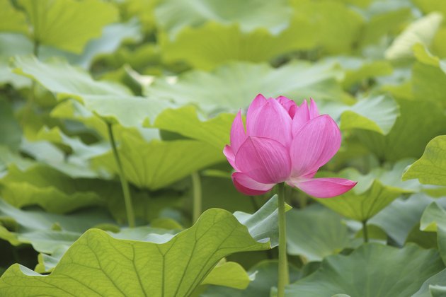 Pink lotus